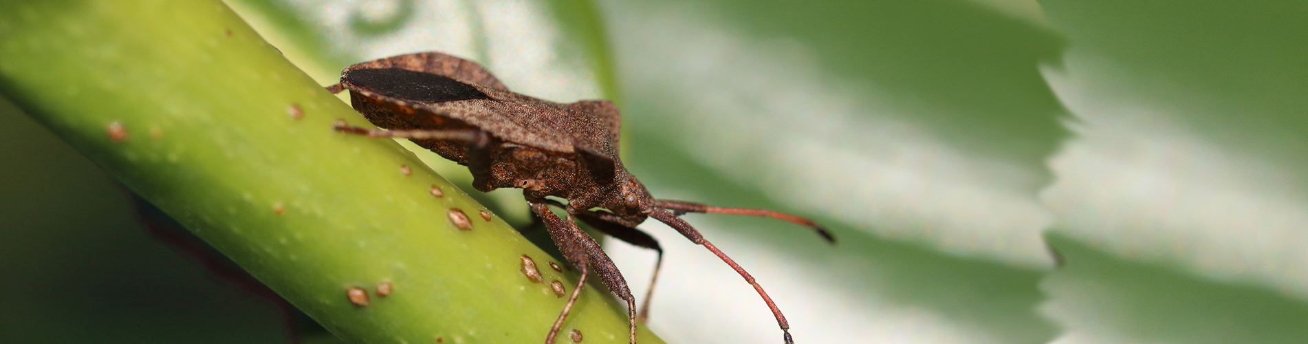 closeup-shot-brown-shield-bug-stem