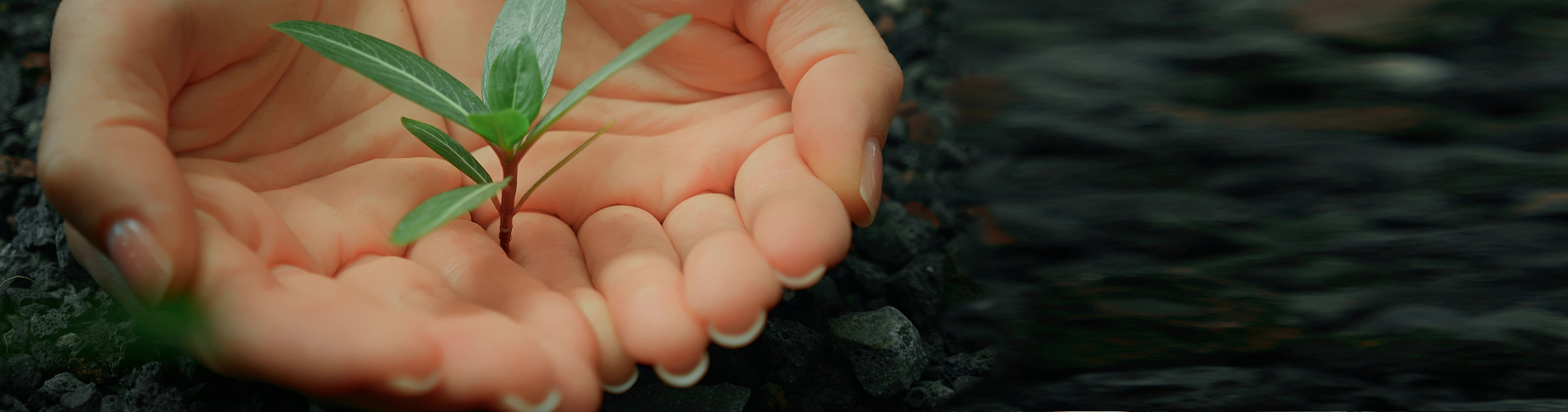 cropped-hand-holding-plant