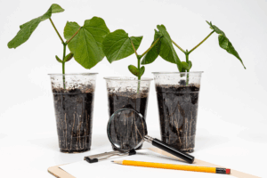 Plant Growth Regulators